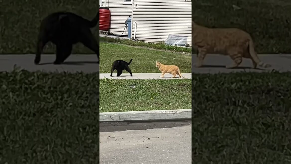 How brown cat made black cat calm down #cat #cats