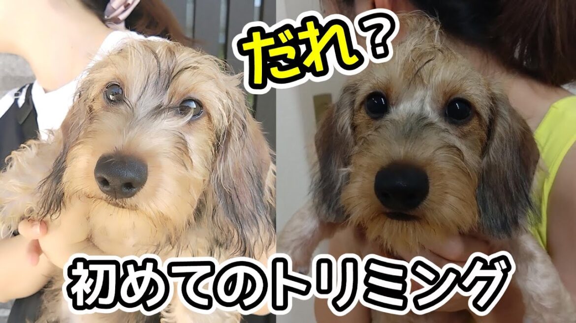 初めてのトリミングで別人（別犬）のようにに変身した【ミニチュアダックスフンド】ドッグラン追加アイテム