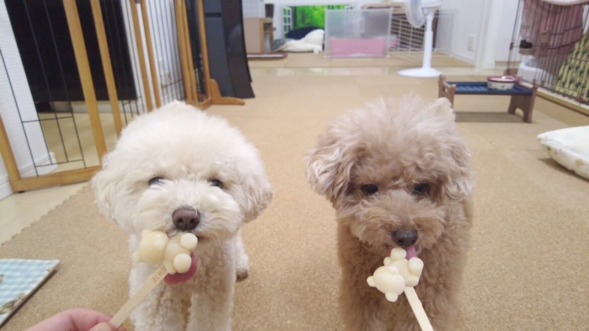 毎日暑いので久々に皆でアイスキャンディを食べる事にしました! 毎日暑いので久々に皆でアイスキャンディを食べる事にしました!
