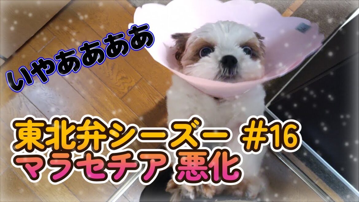 【東北弁シーズー】　＃16　マラセチアが悪化しました。