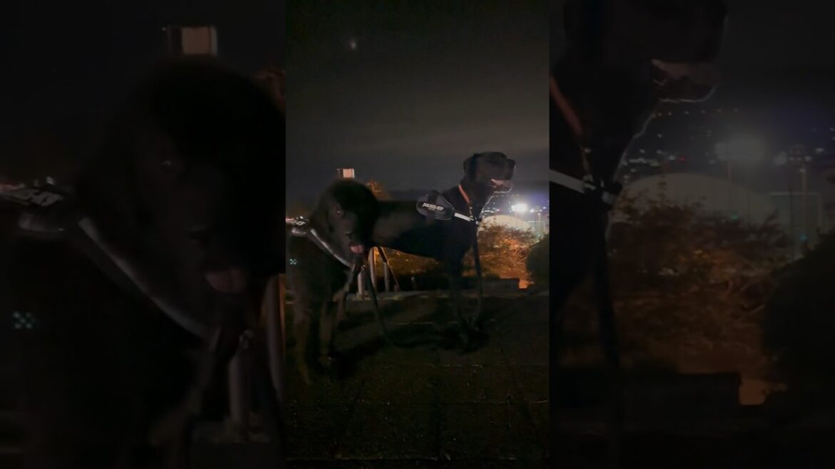 夜のお散歩☆ ニューファンドランドボス君 グレートデーンクィーンちゃん 超大型犬 大型犬 保護猫 多頭飼育 犬好き 猫好き 動物好き 黒い犬 大きい犬 ユリウスK9 ハーネス