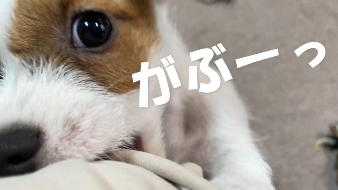 かみかみ怪獣が現れました！！【ジャックラッセル　パピー】