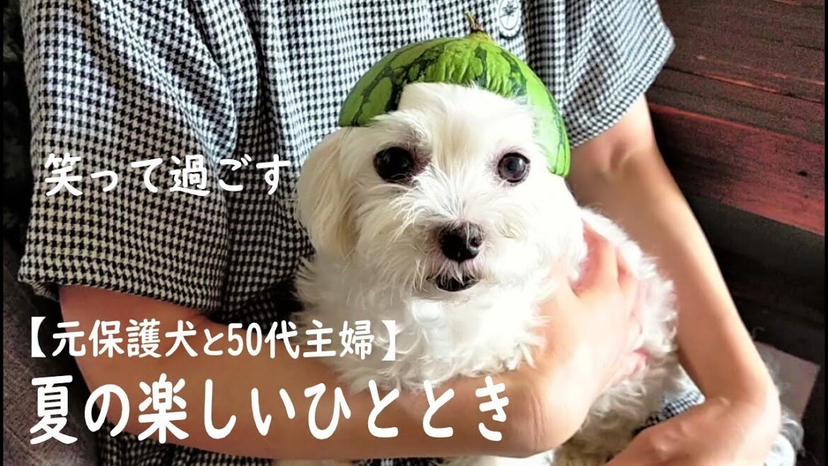 笑って楽しく過ごす夏🍉元保護犬と50代主婦/スイカ帽とドリフ食いと果物ネット/マルチーズ