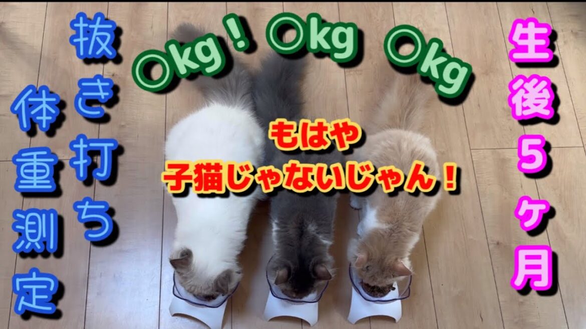 抜き打ち体重測定　大きい子猫のサイベリアン　大型猫種 何キロになったかな？　多頭飼いの日常　weight measurement kitten siberian