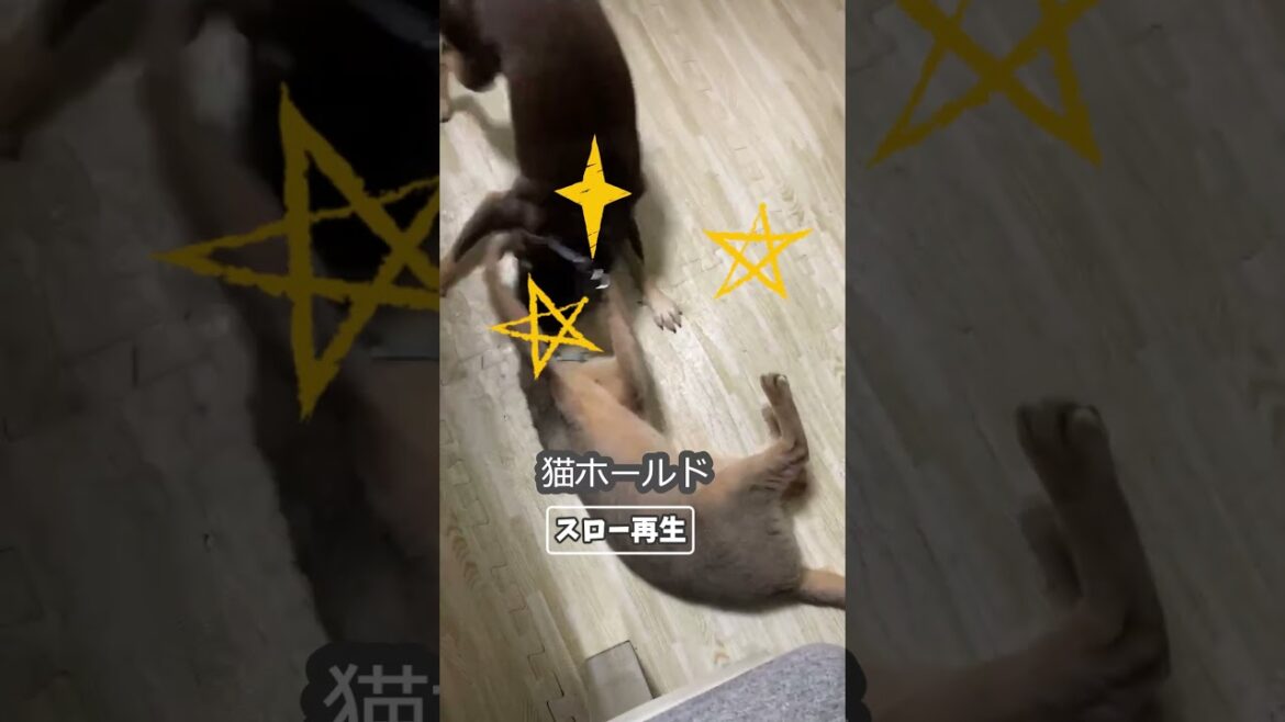 (アビ&チワワ) 猫にホールドされる犬 #shorts #アビシニアン #チワワ #犬と猫どっちも飼ってると毎日たのしい