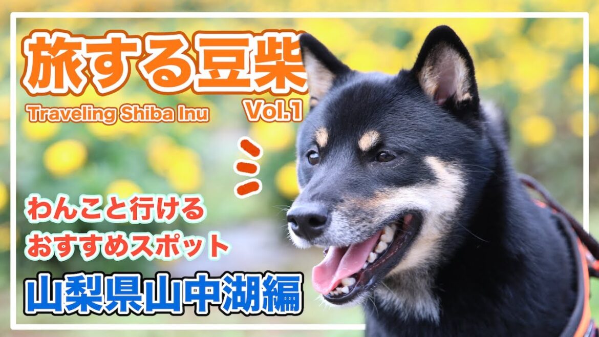 【旅する豆柴】富士山が見える山梨県山中湖近辺で犬連れ可能なおすすめ観光スポットを巡ってみた!!前編（花の都公園編） - 子犬みたいな柴犬との旅行