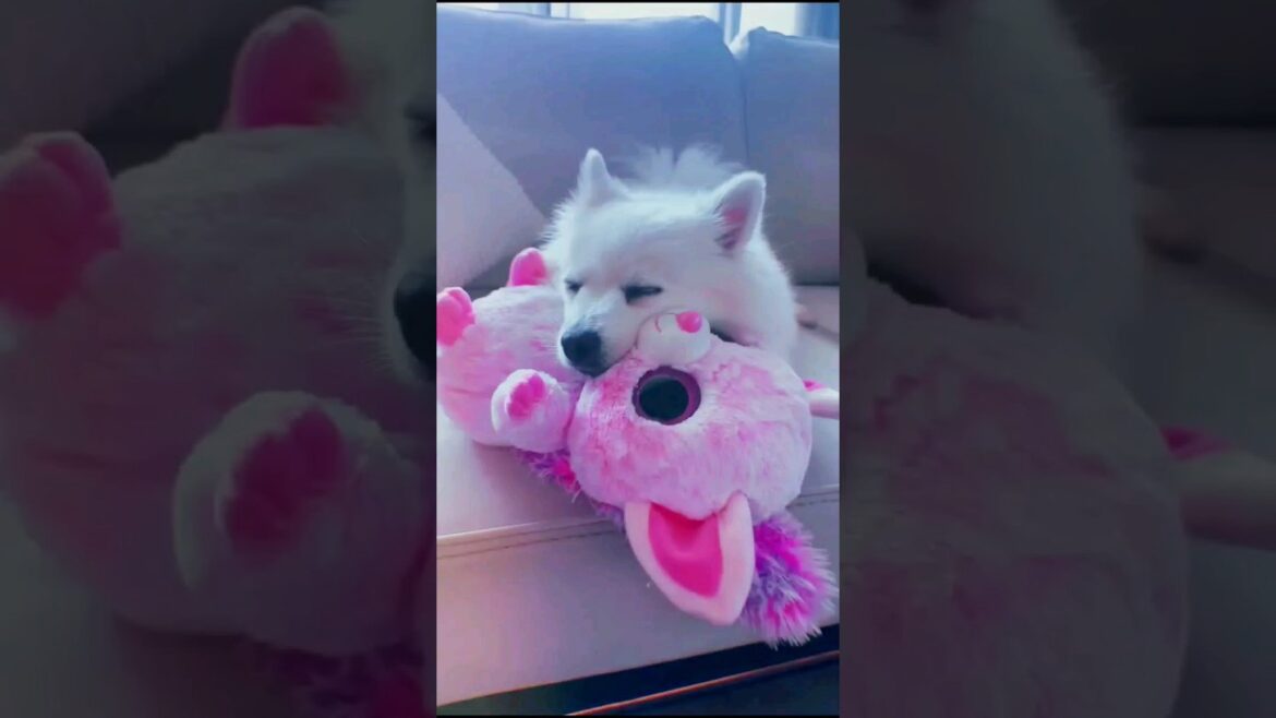 He deserves the best 🥰 & dog samoyed 🐶 #shorts #dog #viral