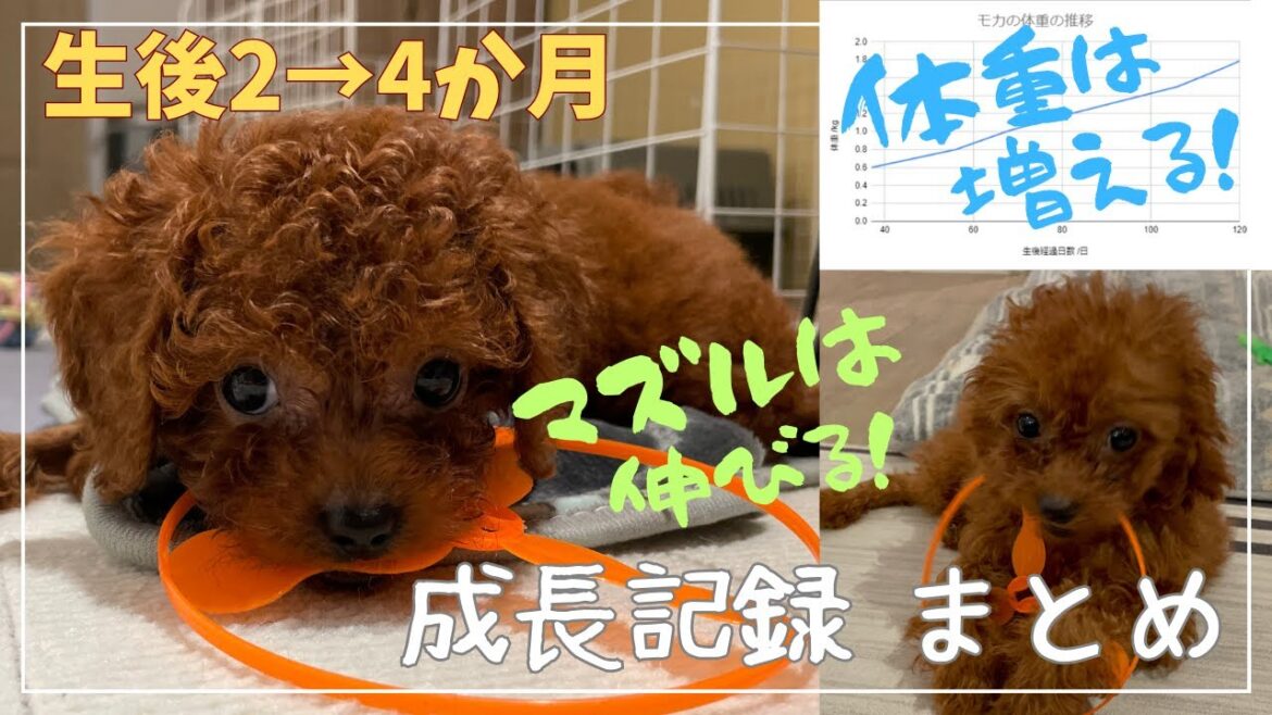 【成長記録まとめ】トイプードル子犬の成長過程★マズルは伸びる！【目と鼻のバランス比較、体重変化グラフ】