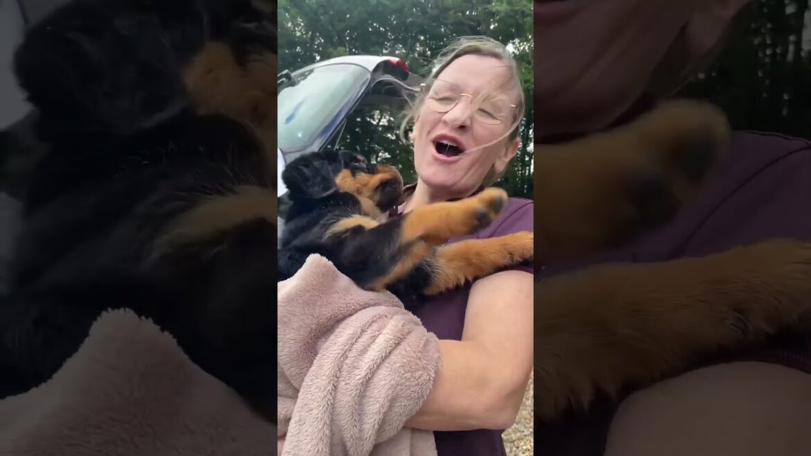 Rottweiler puppies start new Life with their partners  ❤️