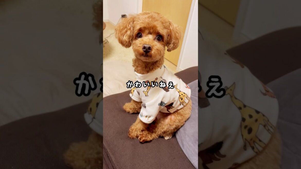 座り方がかわいいトイプードル