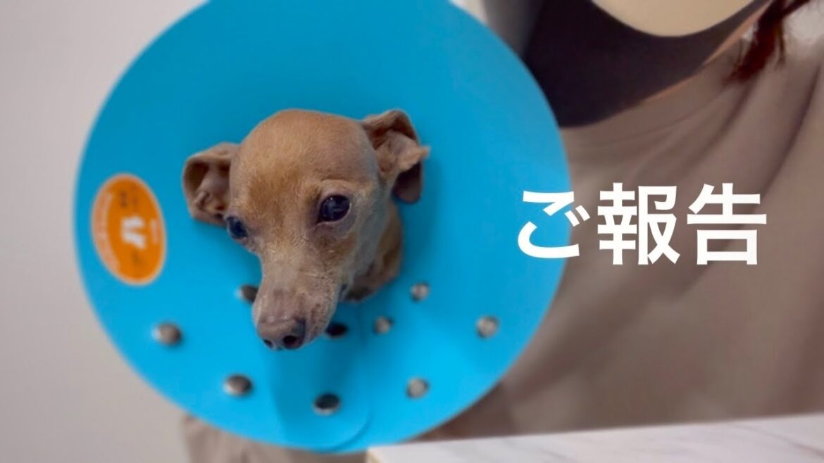 【ご報告】レイス君が緊急手術する事になりました…【ミニピン／元保護犬】