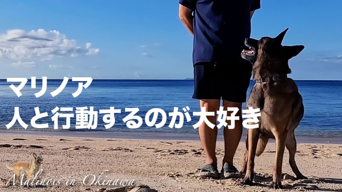 【マリノア】人と行動することが大好き。飼って良かったと思えることの一つ。