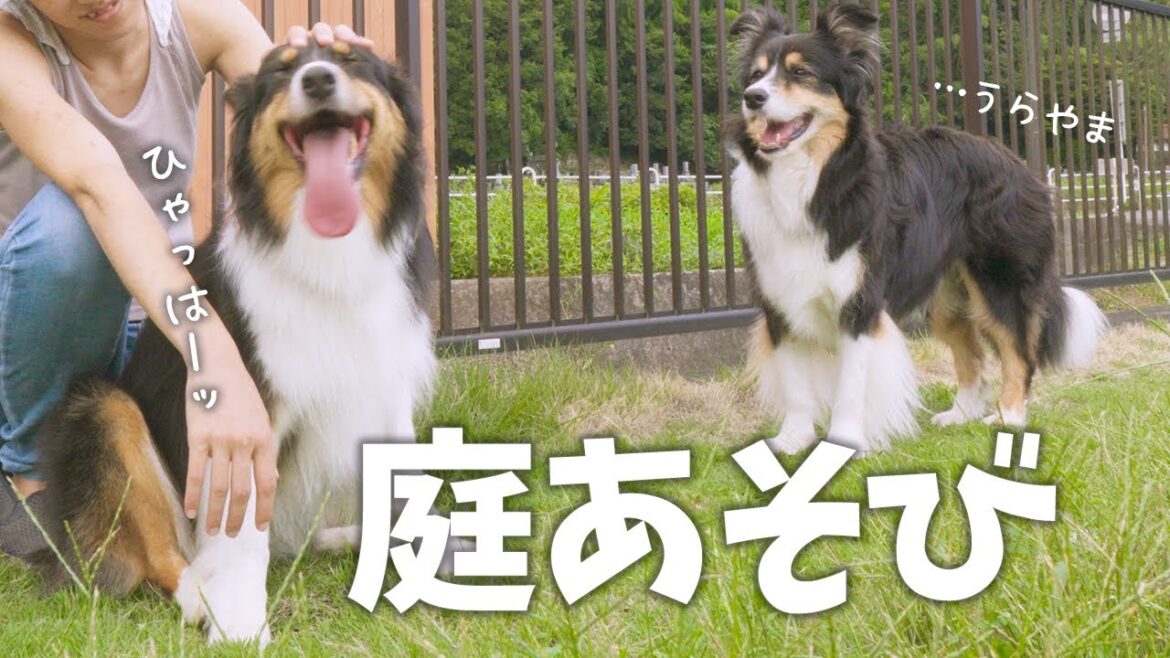 広々、お庭遊びをするボーダーコリーとオーストラリアンシェパードが楽しそう 広々、お庭遊びをするボーダーコリーとオーストラリアンシェパードが楽しそう