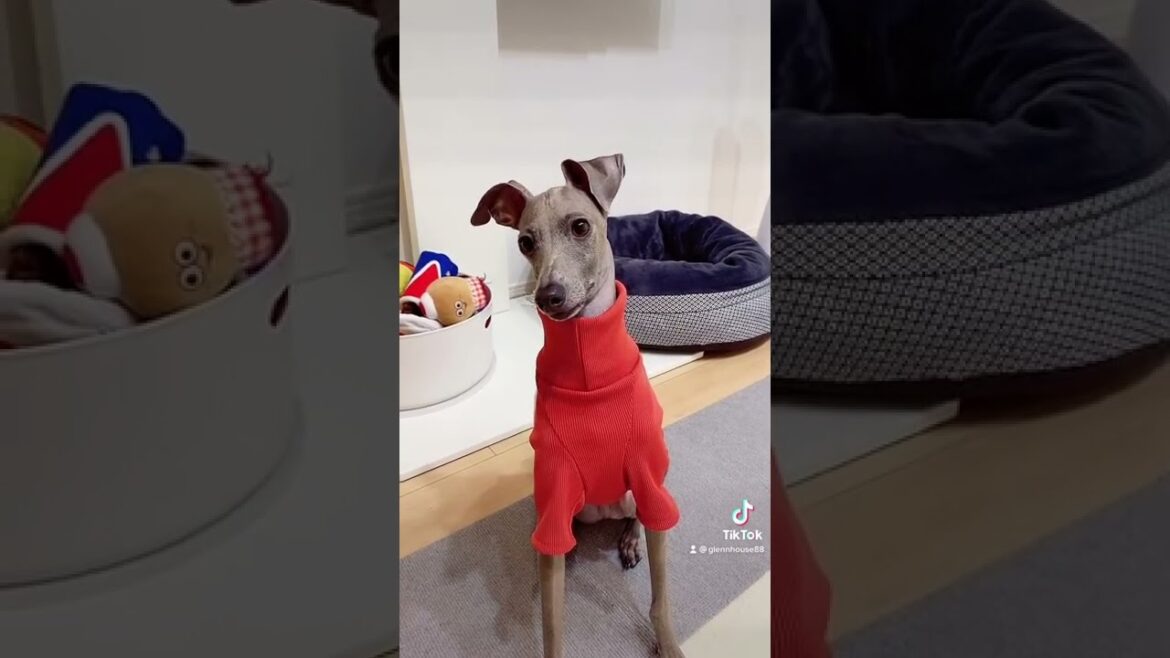 犬が吠える音を聴かせたら~グレン版~【イタグレ】#Shorts