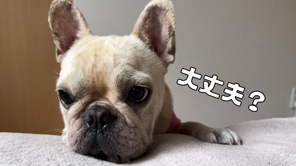 【感動】体調崩した飼い主の側を離れない愛犬たちに涙…#フレンチブルドッグ #キャバリア #チワワ #多頭飼い #いぬ