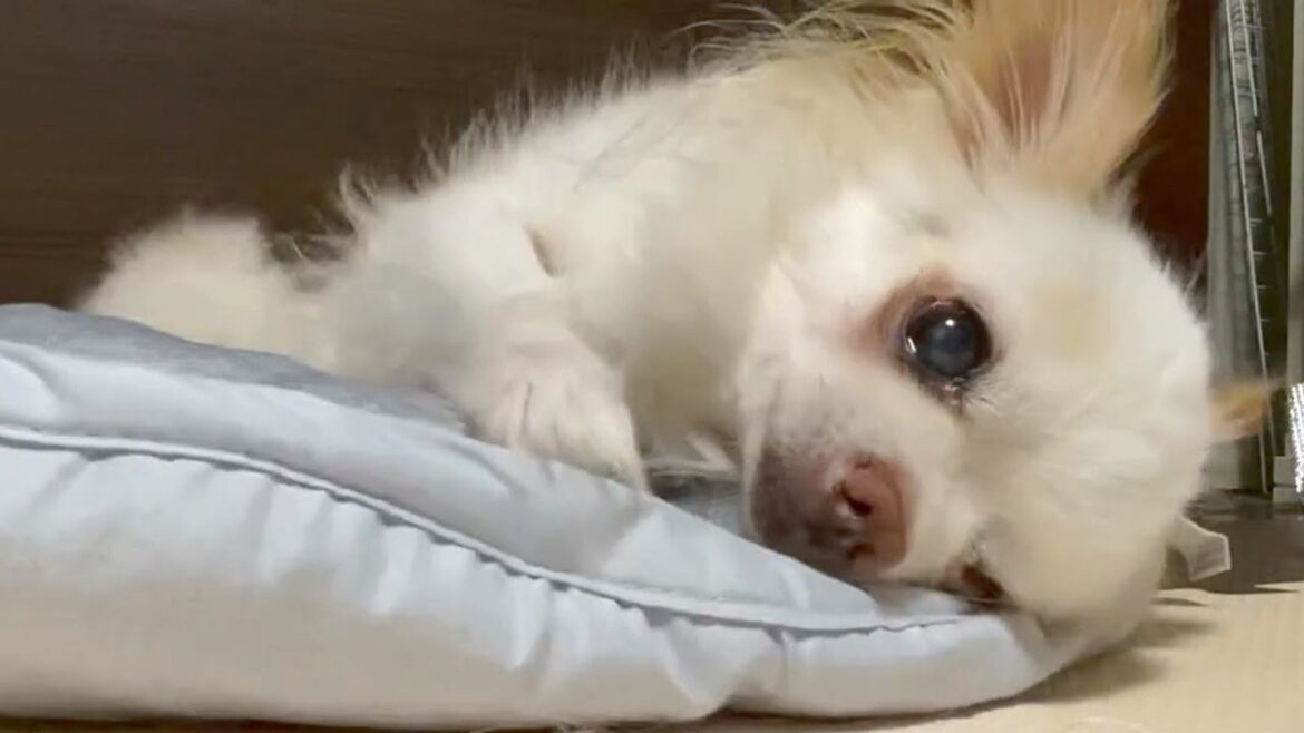 【vlog】寝返りの姿が可愛い犬｜ロングコートチワワ 京介【2023/08/27】