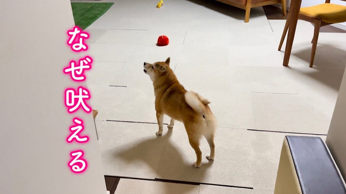 突然夜中に吠え出して飼い主をびっくりさせる柴犬…