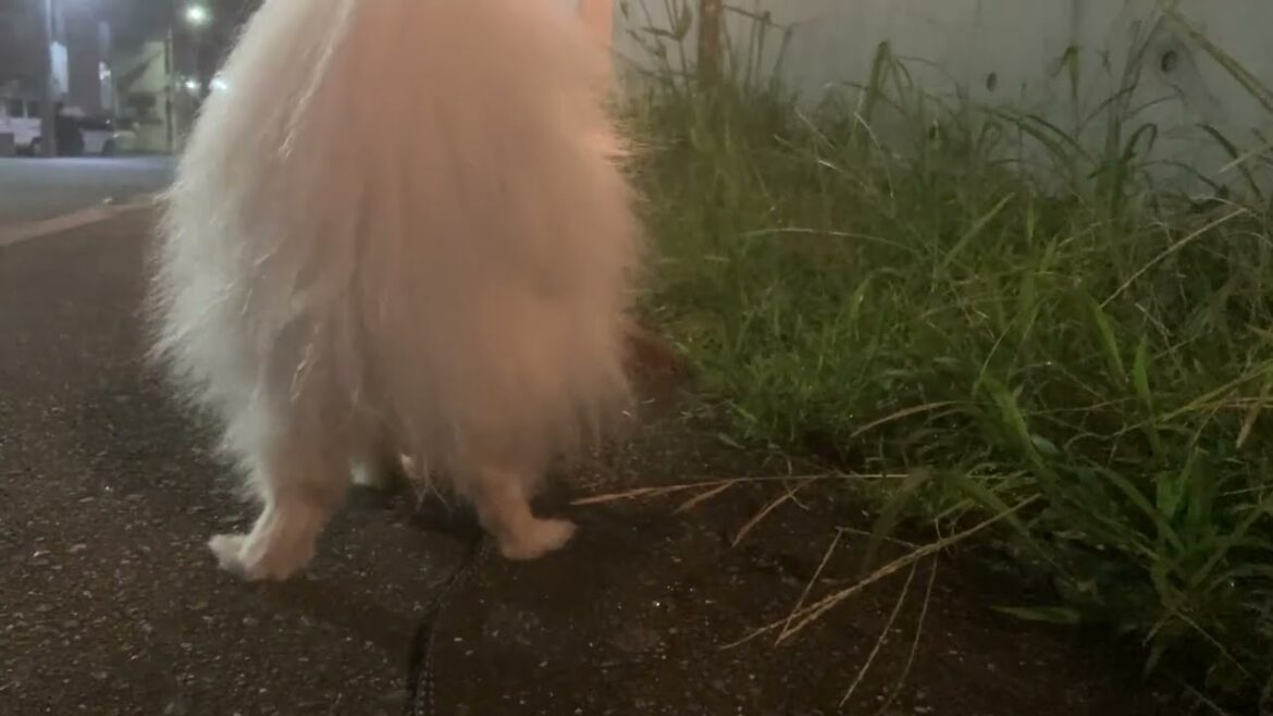パピヨンの日常