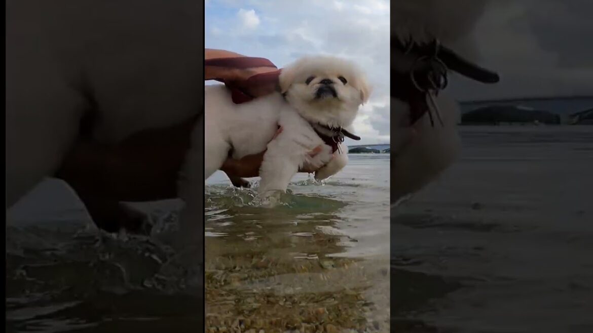 初めての犬かき練習 #dog #ペキニーズ