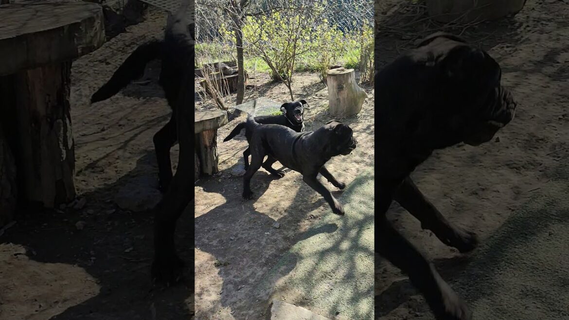 Игры лабрадора и мастино. /Labrador and mastino games. #shorts