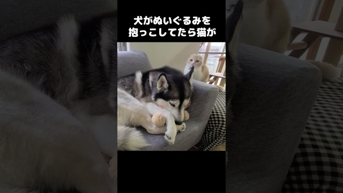 犬がぬいぐるみと寝てたら猫がこうなりました...#shorts