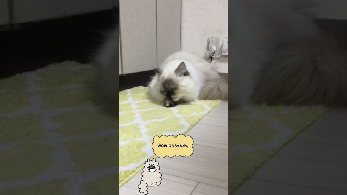 【怒り】スーパーサイヤ猫 【ヒマラヤン】Looks like X-Men   #Shorts 【怒り】スーパーサイヤ猫 【ヒマラヤン】Looks like X-Men   #Shorts