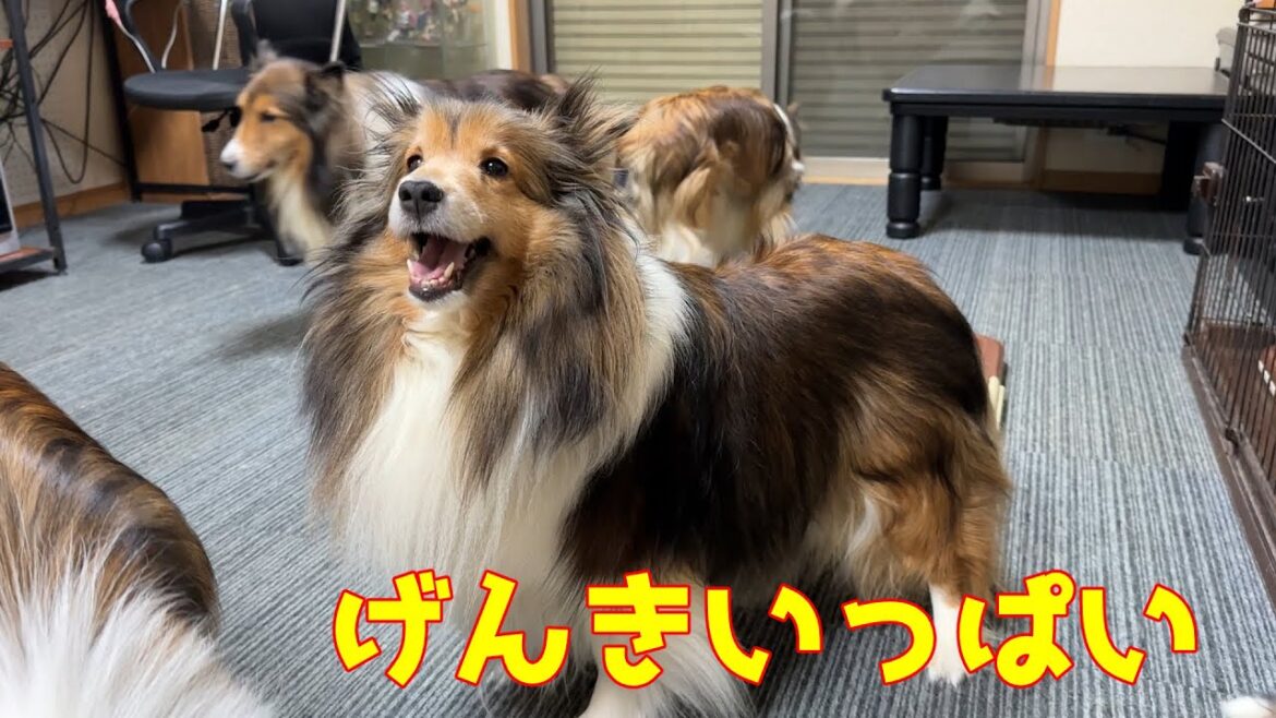 【シェルティ】元気いっぱい🐾【遊びタイム】