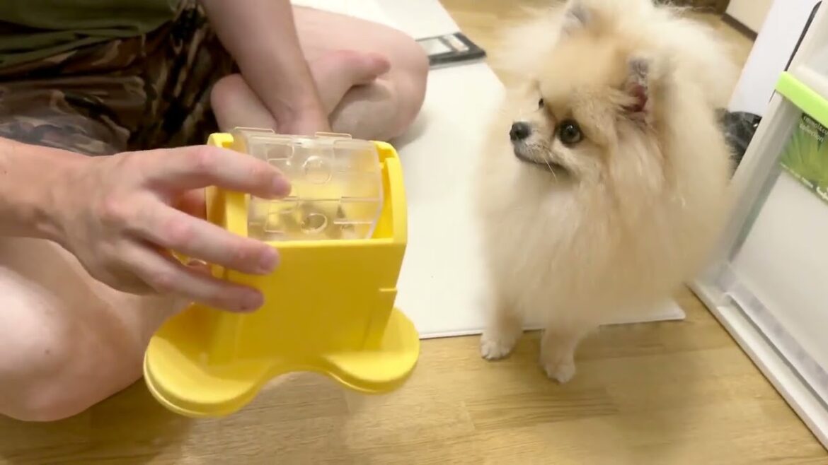 ポメラニアンがわんこでるでる自販機チャレンジ！パパが教えてくれます✨（教育？篇））≪#680 ≫