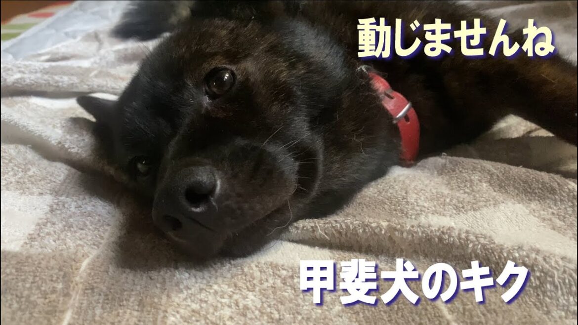 甲斐犬のキクはベットの上から動かない