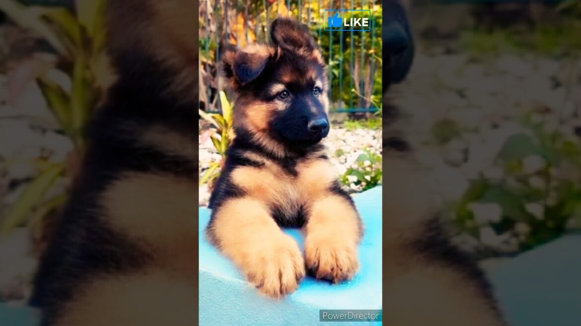 cute german shepherd dog 🦮😎 !#shorts
