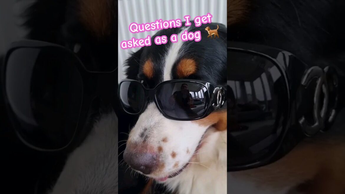 Questions I get asked as a dog 🐕 #shorts #dogs #funnydogs #bernese #dog video