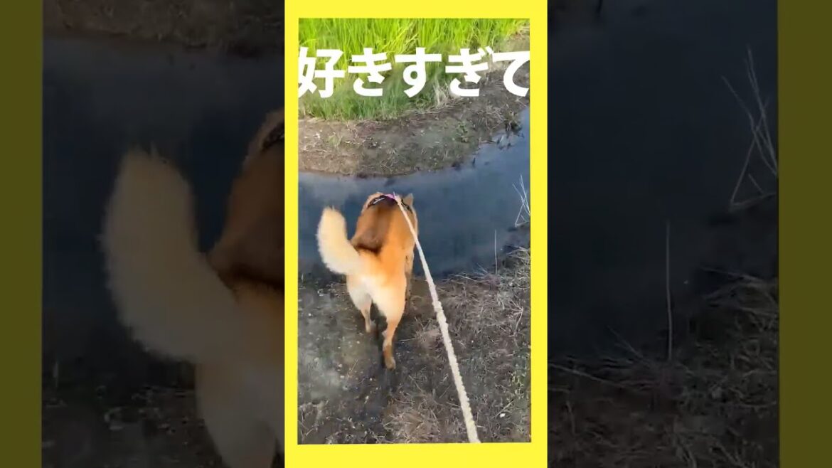 田んぼ泥ドッグ #shorts #強風オールバック