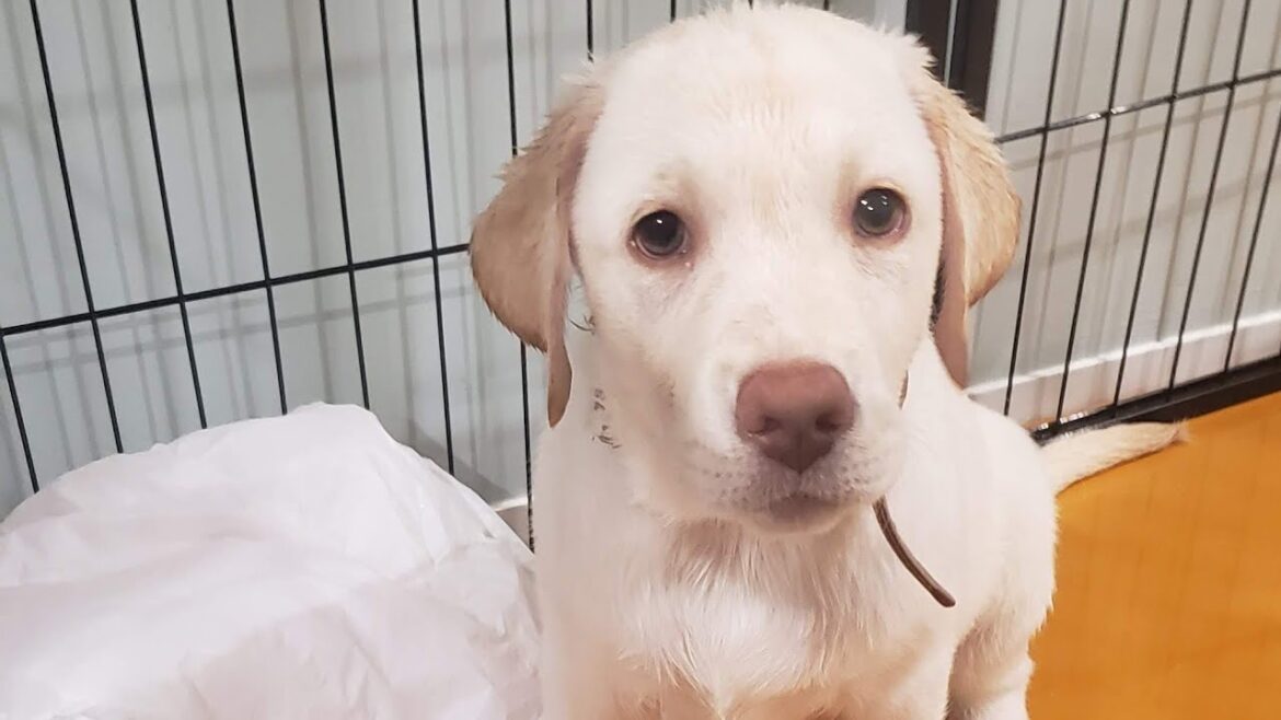 【雷にびびる子犬⭐】　嵐の中にトイレトレーニングをしてるラブラドールレトリーバーの赤ちゃん🐶