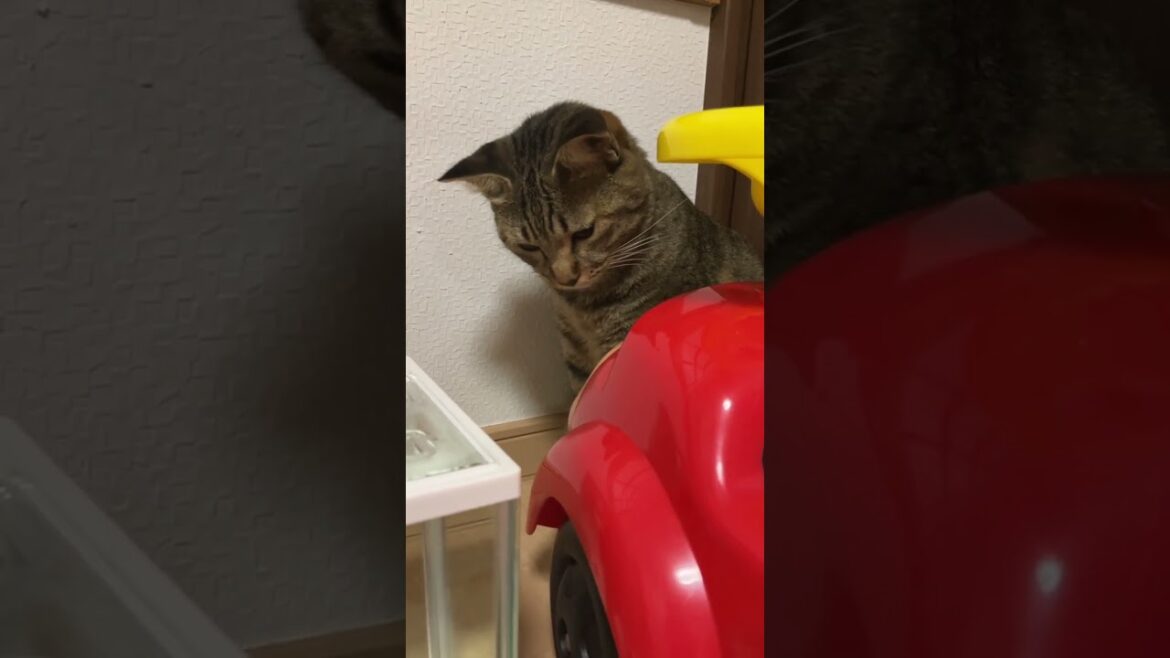 そらそうなるよね、、猫だもん #保護猫 #日本犬 #甲斐犬一休と猫のしずくと僕のチャンネル そらそうなるよね、、猫だもん #保護猫 #日本犬 #甲斐犬一休と猫のしずくと僕のチャンネル