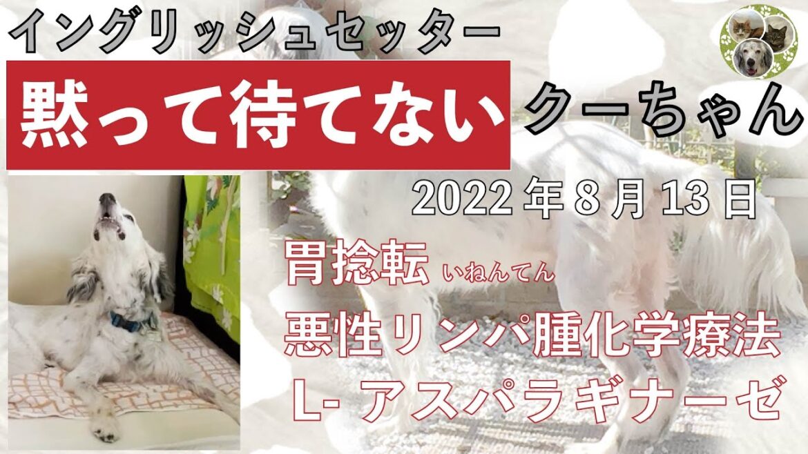 黙って待てない　イングリッシュセッター　クー　「胃捻転」「悪性リンパ腫」闘病生活