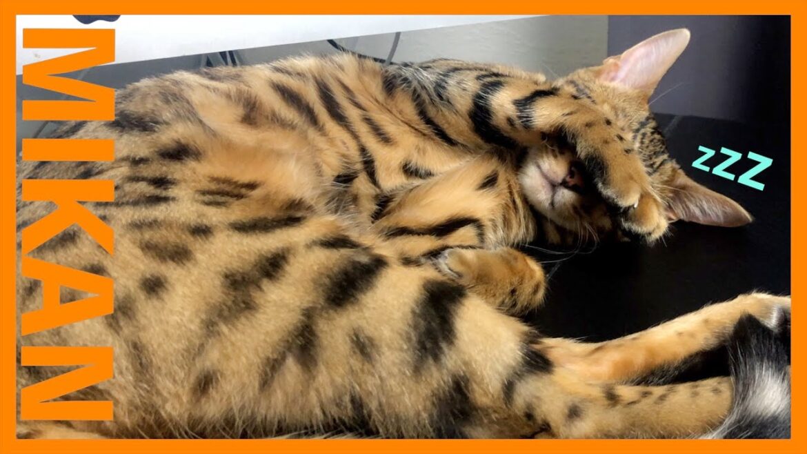 【ベンガル猫のみかんの寝顔🍊】癒される寝顔zzz