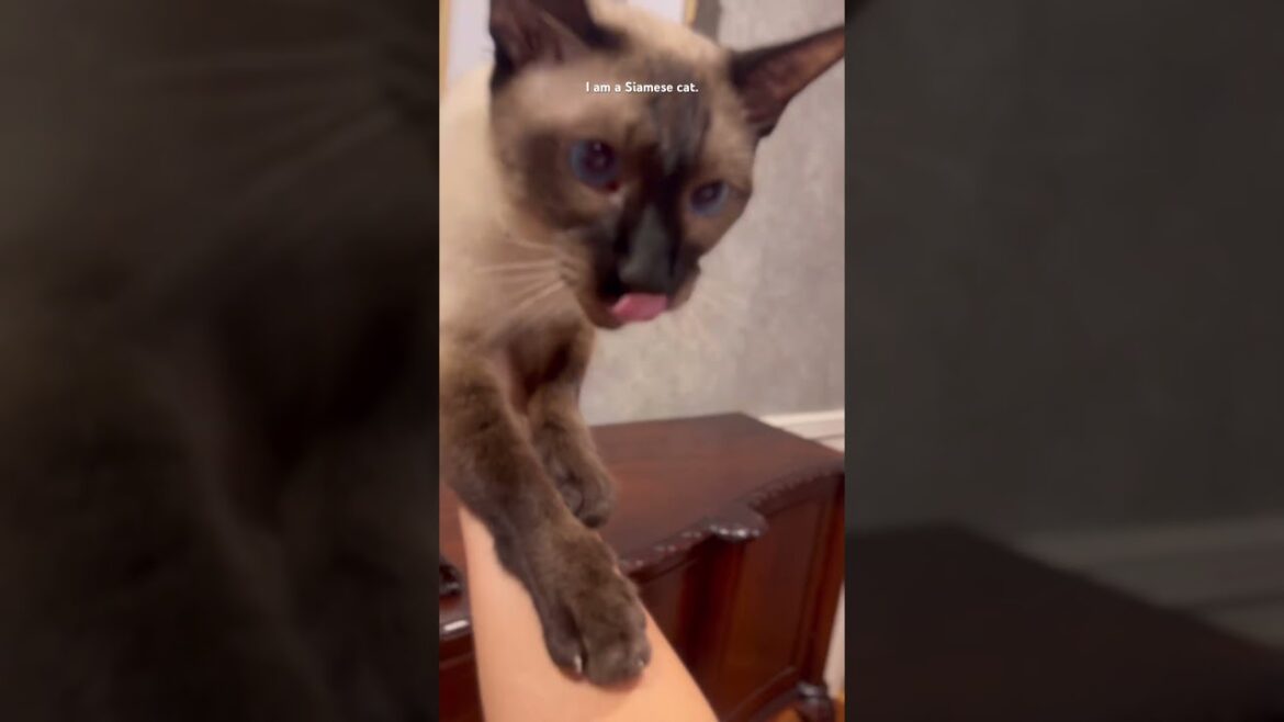 Siamese cat talking loudly, and silent meow! サイレントニャー #shorts