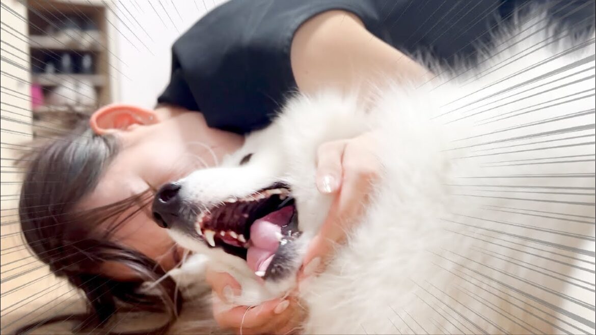 酔っ払いママに絡まれると普段温厚な犬もキレました【サモエド】