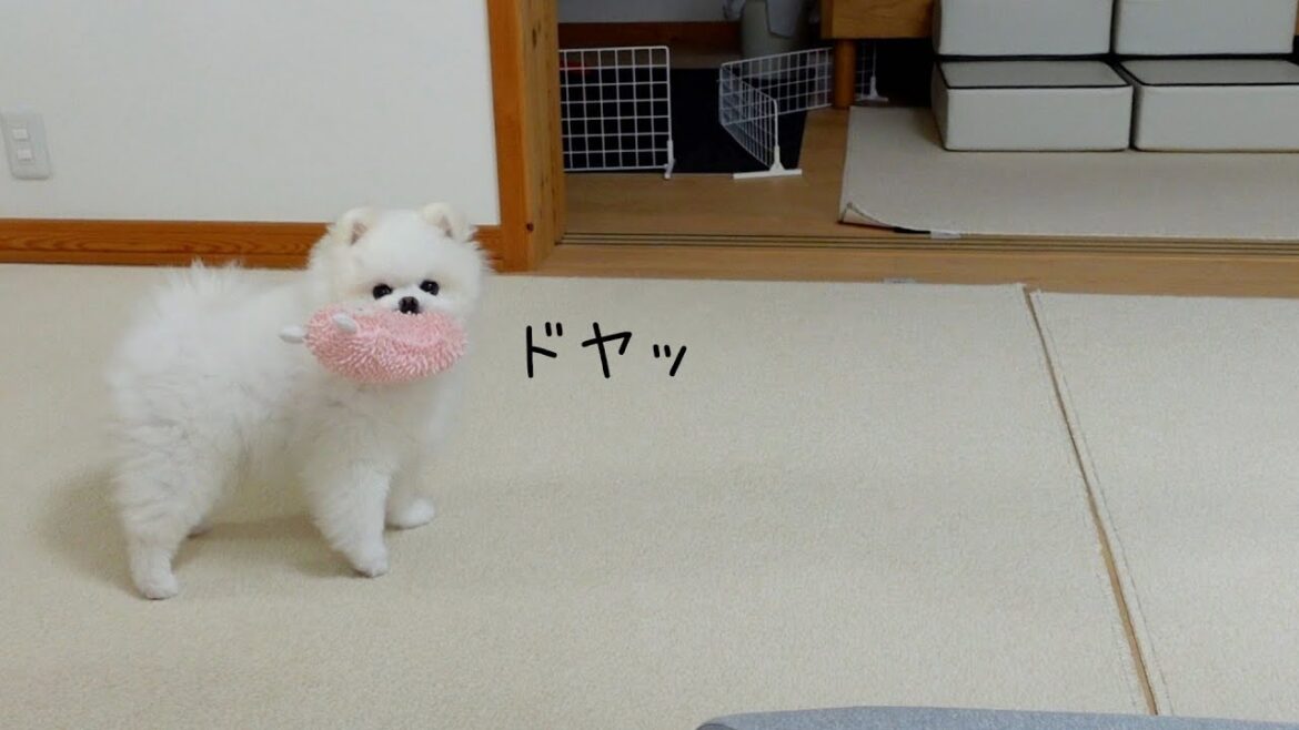 ドヤ顔選手権優勝のポメラニアン ドヤ顔選手権優勝のポメラニアン