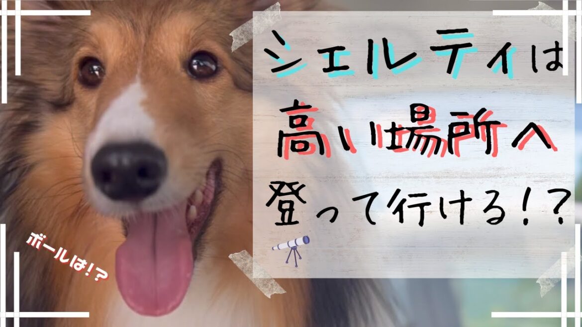 子犬のシェルティと一緒に高い所へ登ってみたら！？