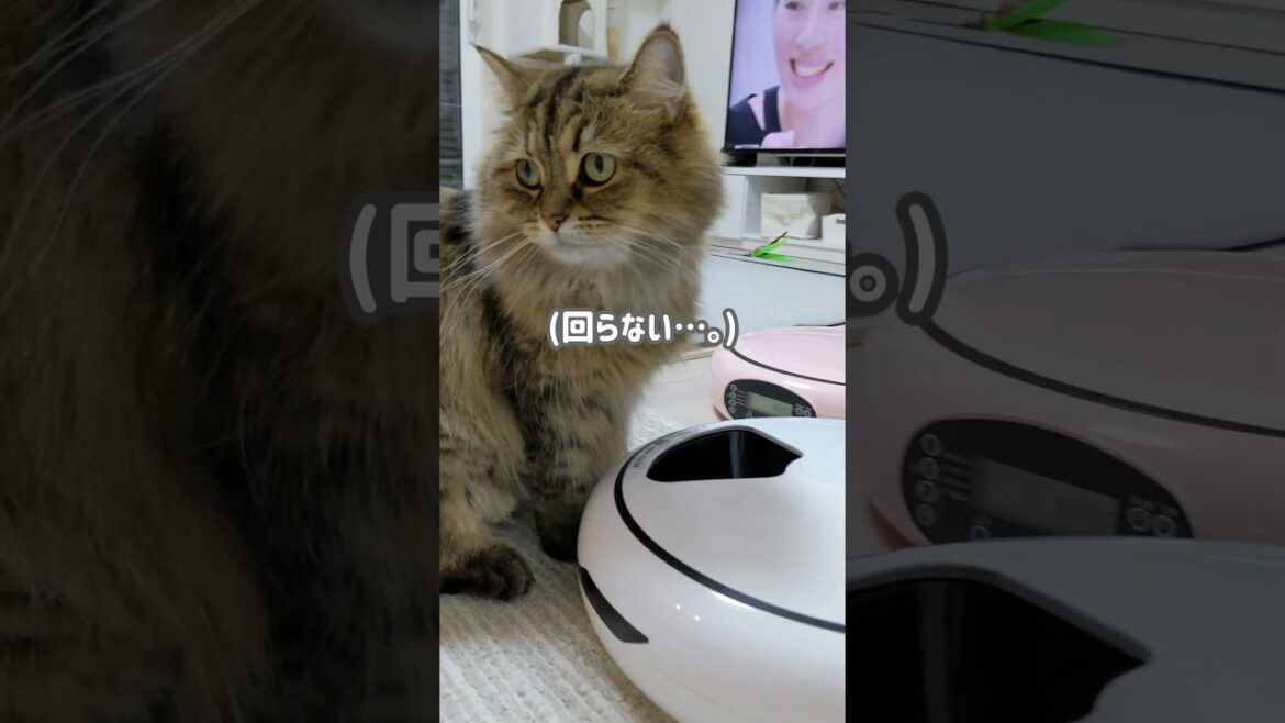 覚えてる?久しぶりの自動旧給餌器練習。【ミヌエット】#Shorts #cat #猫 覚えてる?久しぶりの自動旧給餌器練習。【ミヌエット】#Shorts #cat #猫