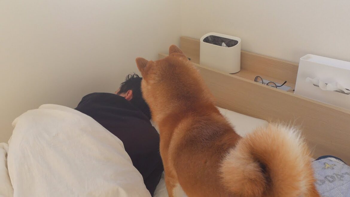 飼い主が熱でダウン…すると柴犬は真っ先に駆け寄りました。 飼い主が熱でダウン…すると柴犬は真っ先に駆け寄りました。