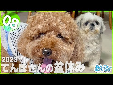 【vol.8】てんぽさんの盆休み2023【トイプー&シーズー編】 【vol.8】てんぽさんの盆休み2023【トイプー&シーズー編】