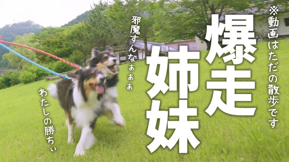 川辺のお散歩が楽しいボーダーコリーとオーストラリアンシェパード 川辺のお散歩が楽しいボーダーコリーとオーストラリアンシェパード