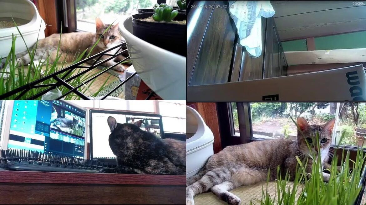 猫と自然と時々車載    cat live 猫と自然と時々車載    cat live