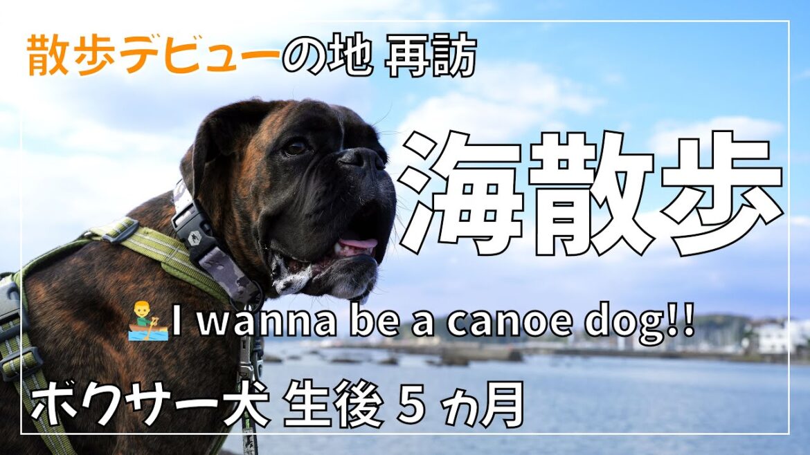 ボクサー犬子犬は カヌー 犬を夢見て 何度も来ている海に入ることを決意 でも・・・ ボクサー犬子犬は カヌー 犬を夢見て 何度も来ている海に入ることを決意 でも・・・