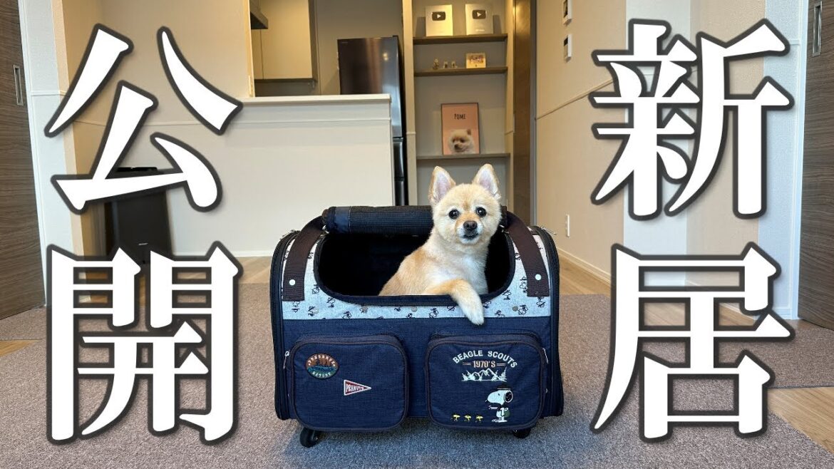 【新居公開】31歳、独身、彼女なし。愛犬との新居2LDKルームツアー！