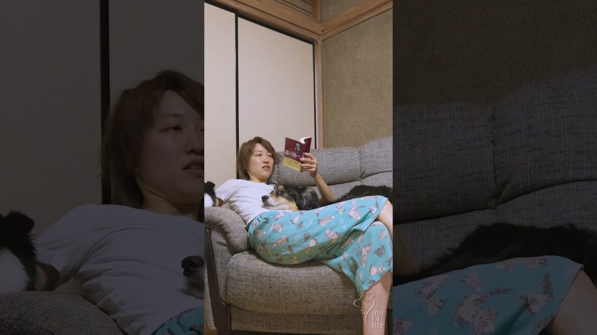 甘えん坊なボーダーコリーとオーストラリアンシェパードが可愛い #オーストラリアンシェパード #ボーダーコリー