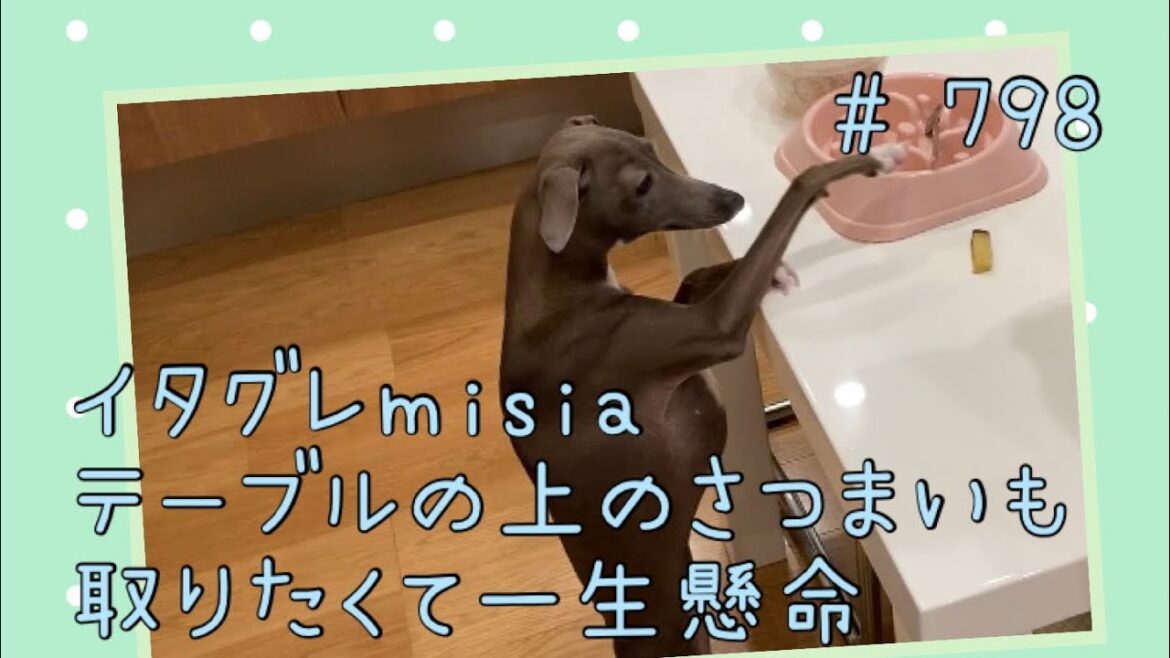 さつまいも食べて妹とイチャイチャするイタグレｍｉｓｉａ(ミーシャ)【生後808日】【うちの子741日目】【イタリアングレーハウンド】【パピーズママ出身】【2021.5.17生まれ】2023.8.2撮影