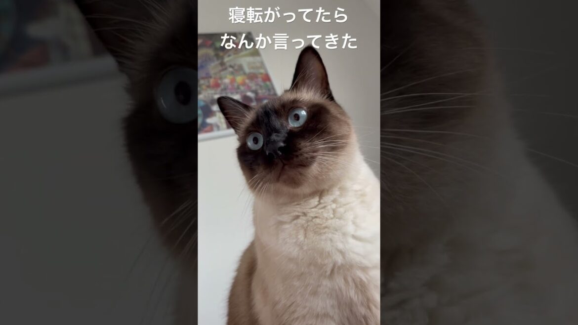 【シャム猫】かわいい声でなんか言ってる。たぶんかまって欲しいんだと思う。